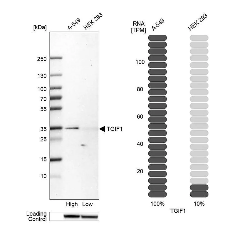 Atlas Antibodies Anti-TGIF1 Antibody
