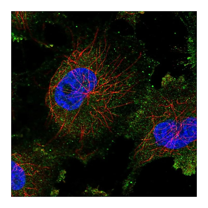 Atlas Antibodies Anti-TGS1 Antibody