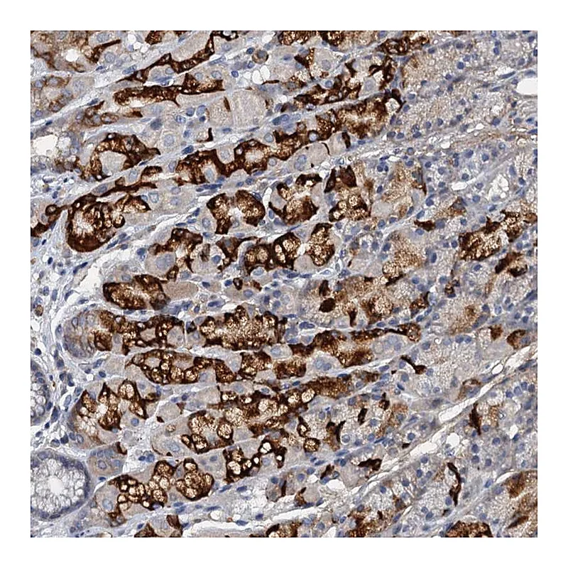 Atlas Antibodies Anti-THAP10 Antibody