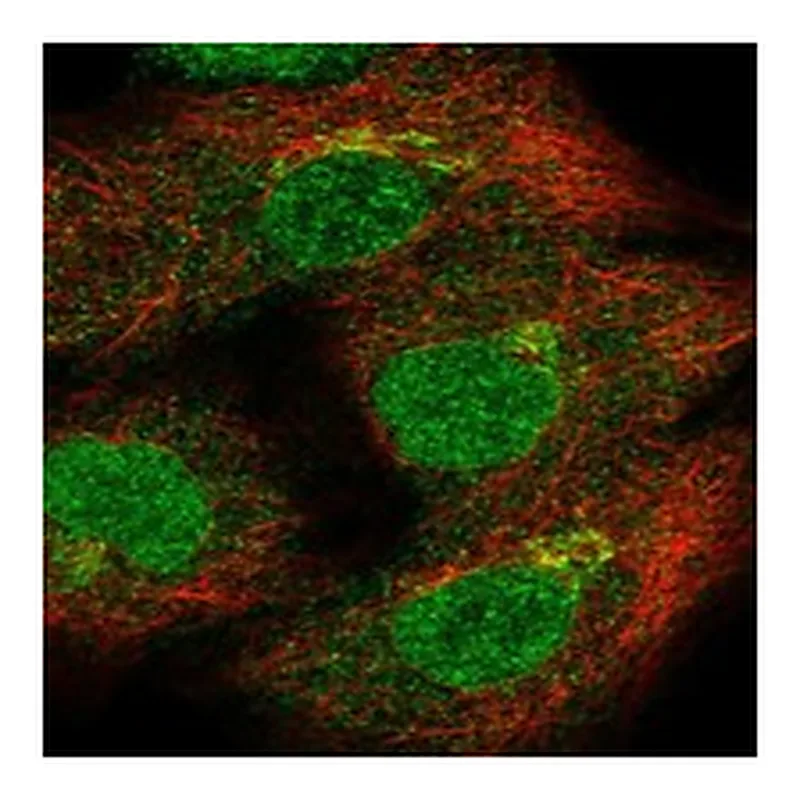 Atlas Antibodies Anti-THAP10 Antibody