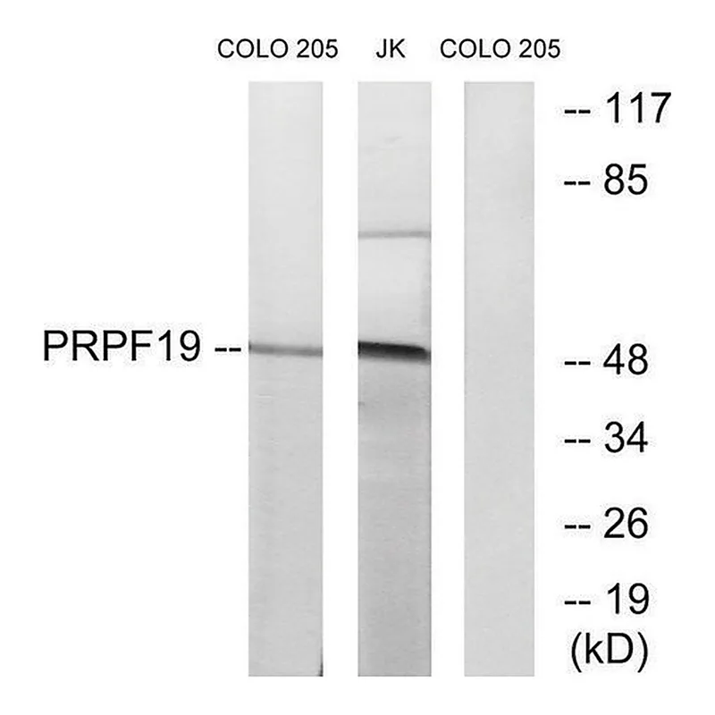 Merck Anti-PRPF19 antibody produced in rabbit