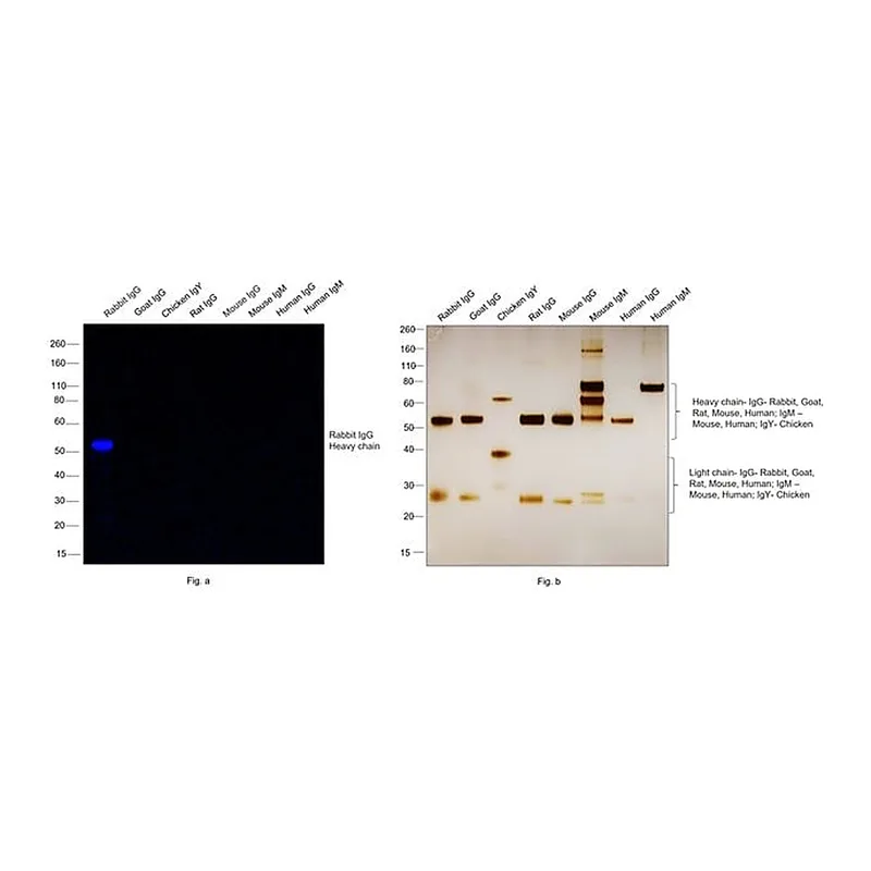 Thermo Fisher Scientific Chicken anti-Rabbit IgG (H+L) Secondary Antibody