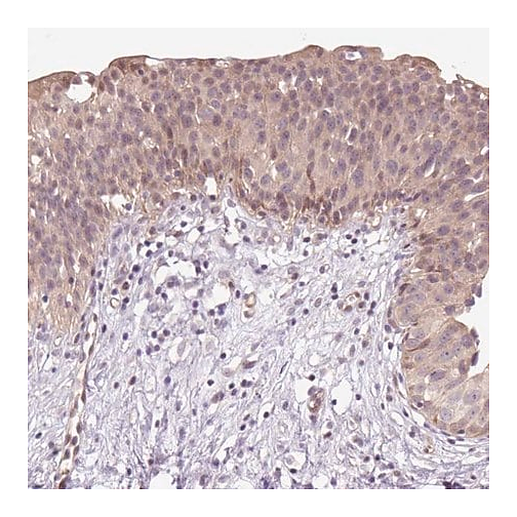 Merck Anti-TPT1 antibody produced in rabbit