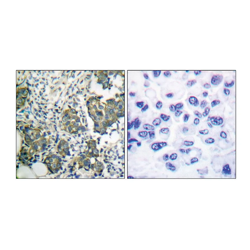 Merck Anti-Keratin 8 antibody produced in rabbit