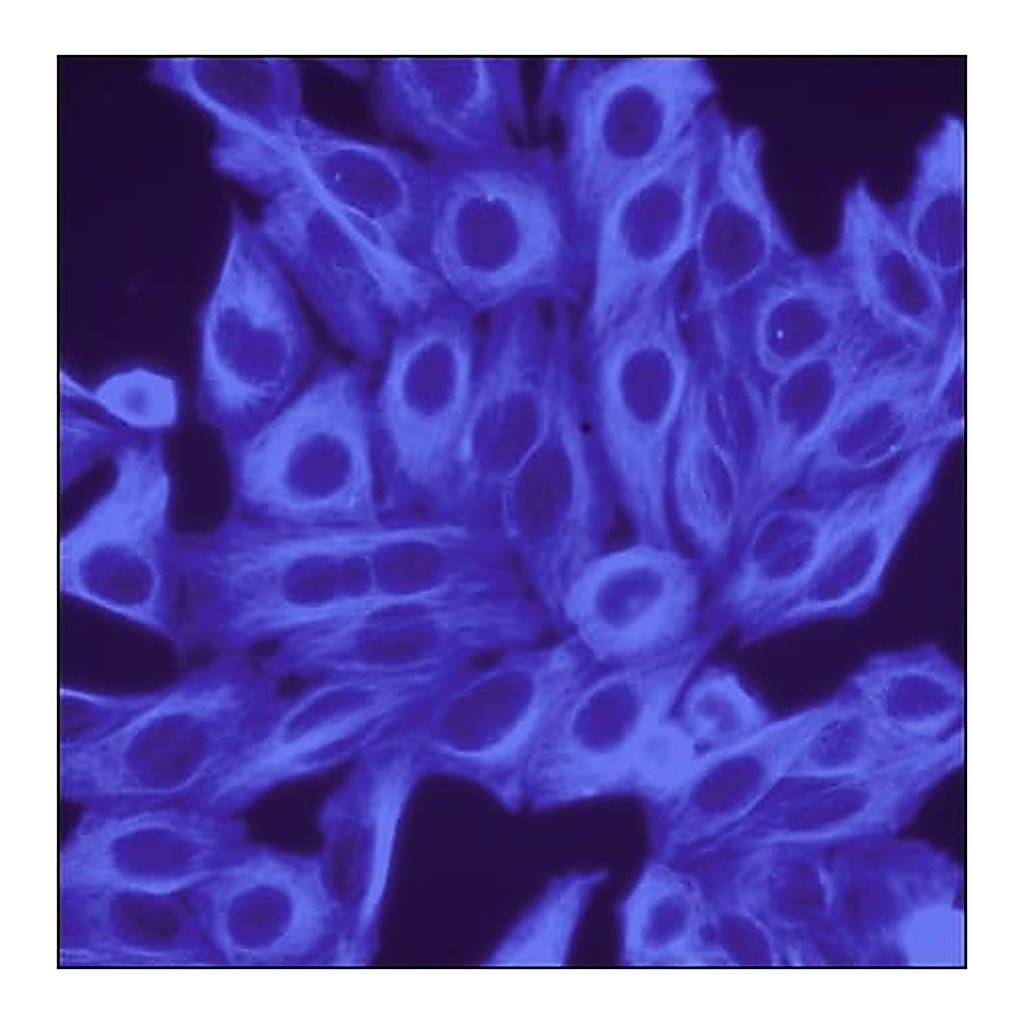 Merck Anti-goat IgG (H+L), CF(TM)350 antibody produced in chicken