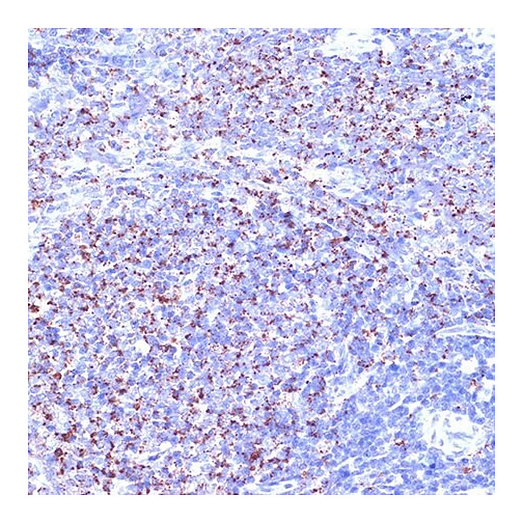 Merck Anti-TC10/RHOQ antibody produced in rabbit
