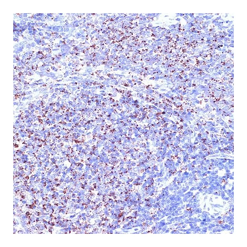 Merck Anti-TC10/RHOQ antibody produced in rabbit