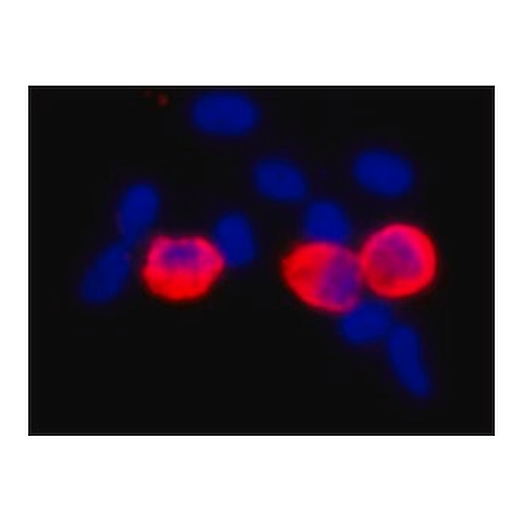 Merck MONOCLONAL ANTI-C-MYC, CLONE 9E10