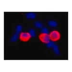 Merck MONOCLONAL ANTI-C-MYC, CLONE 9E10