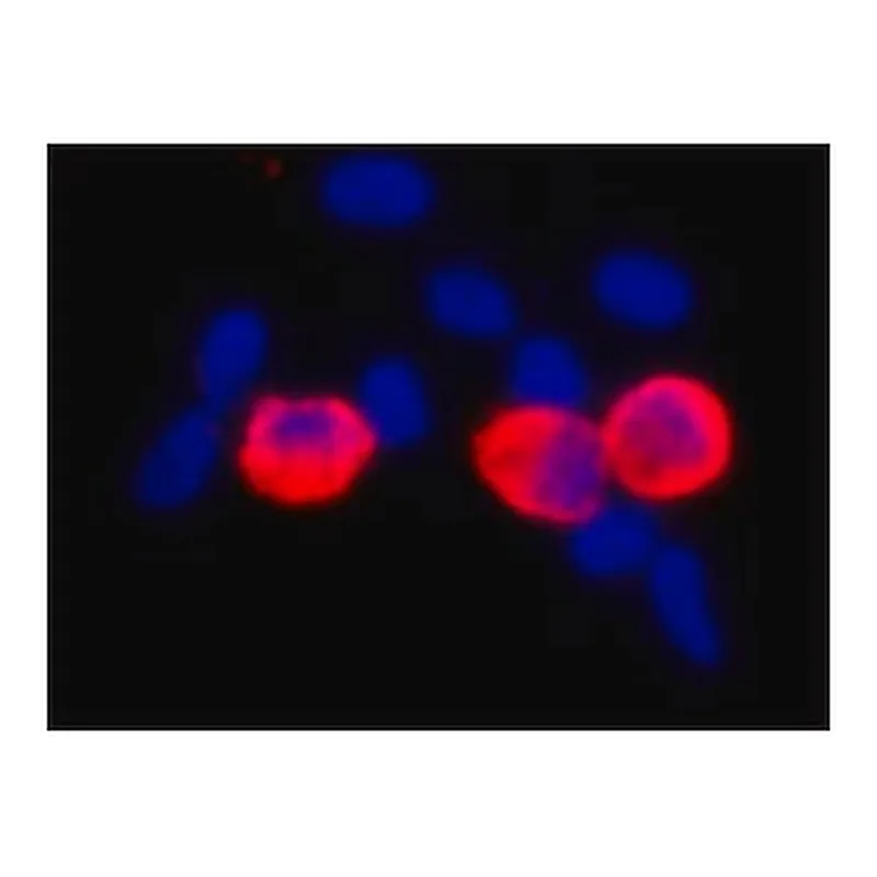 Merck MONOCLONAL ANTI-C-MYC, CLONE 9E10