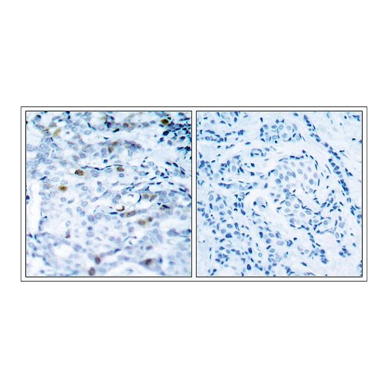 Merck Anti-phospho-CDC2 (pThr161) antibody produced in rabbit