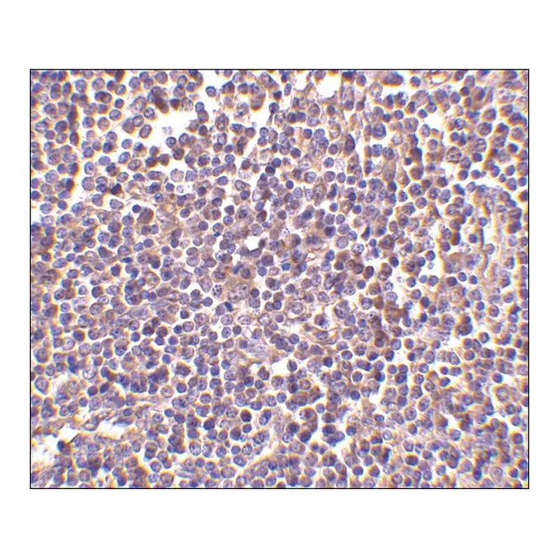 Merck Anti-AIM (ab2) antibody produced in rabbit