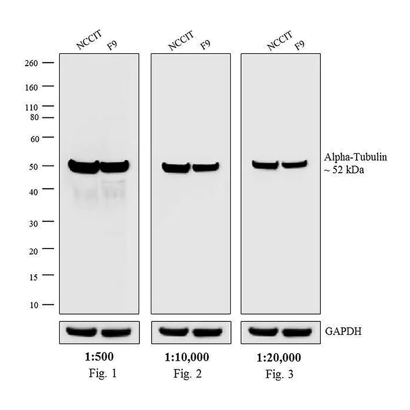 Thermo Fisher Scientific F(ab`)2-Goat anti-Rat IgG (H+L) Highly Cross-Adsorbed Secondary Antibody, HRP