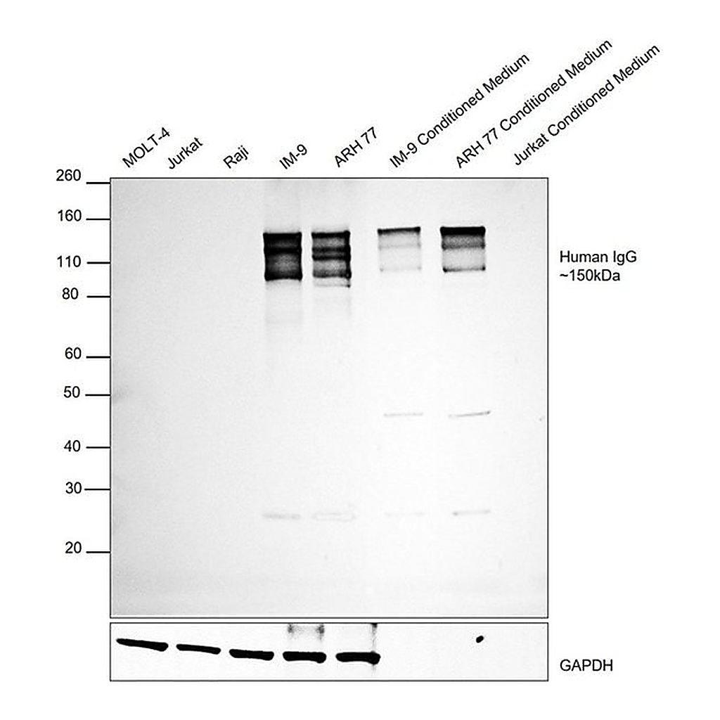 Thermo Fisher Scientific Goat anti-Human IgG (H+L) Cross-Adsorbed Secondary Antibody, HRP
