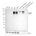 Thermo Fisher Scientific Goat anti-Human IgG (H+L) Cross-Adsorbed Secondary Antibody, HRP