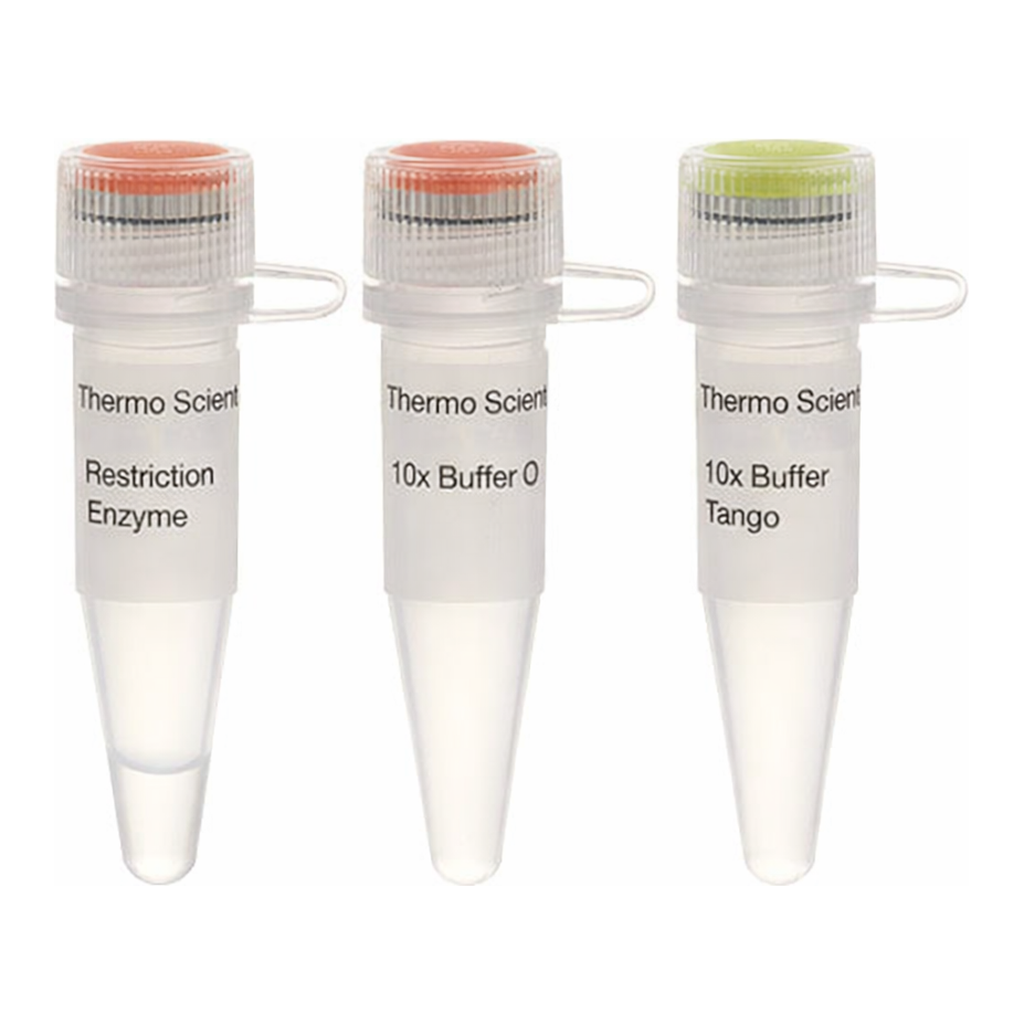 Thermo Fisher Scientific Eco91I (BstEII) (10 U/&mu;L), 1,000 units