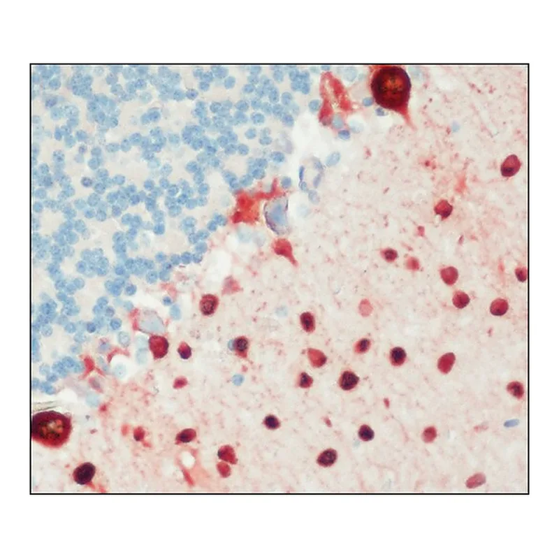 Merck Anti-Parvalbumin antibody, Mouse monoclonal