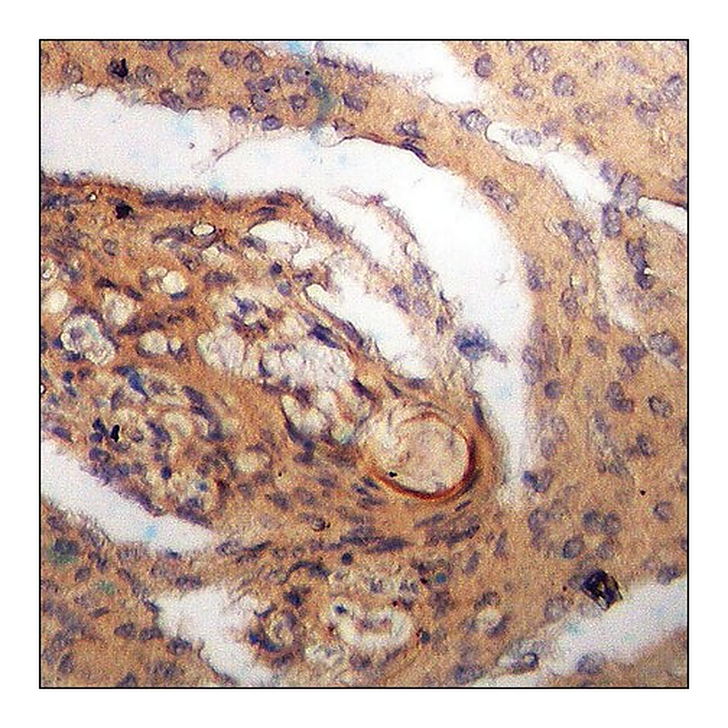 Merck Anti-phospho-Bax (pSer184) antibody produced in rabbit