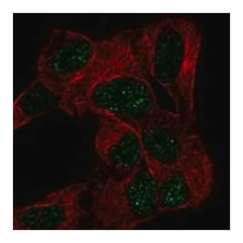 Merck Anti-CELF4 antibody produced in rabbit