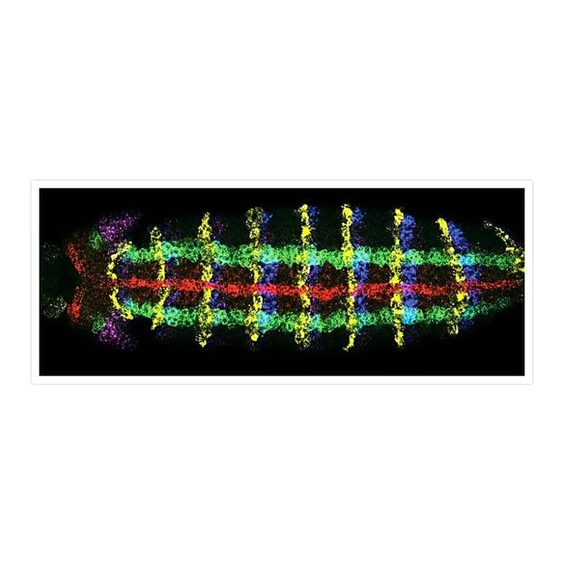 Thermo Fisher Scientific Donkey anti-Sheep IgG (H+L) Cross-Adsorbed Secondary Antibody, Alexa Fluor 594