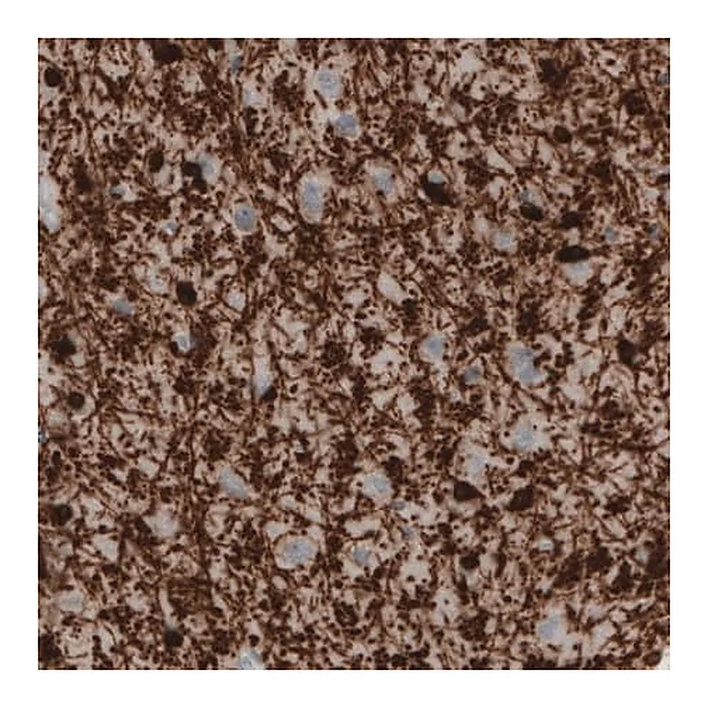 Merck Monoclonal Anti-CNP antibody produced in mouse