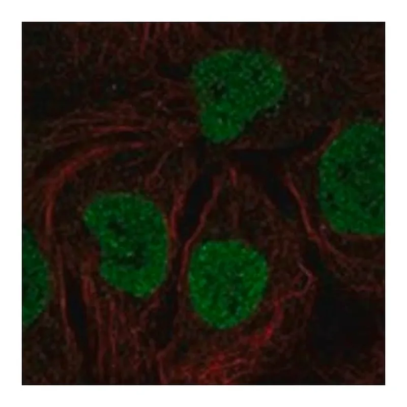 Merck Anti-MYCL antibody produced in rabbit