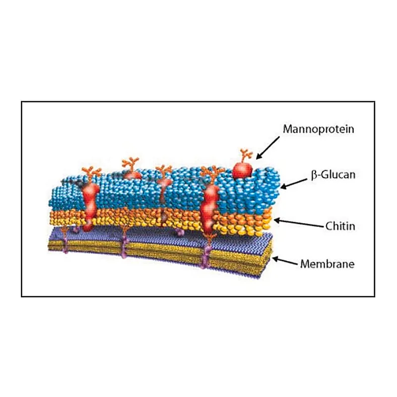 Merck Lyticase from Arthrobacter Luteus