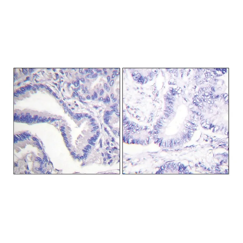 Merck Anti-CASP7 (Cleaved-Asp198) antibody produced in rabbit