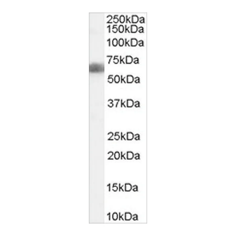 Merck Anti-DKK3/REIC antibody produced in goat