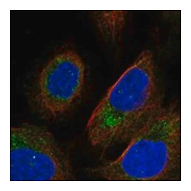 Merck Anti-PEMT antibody produced in rabbit
