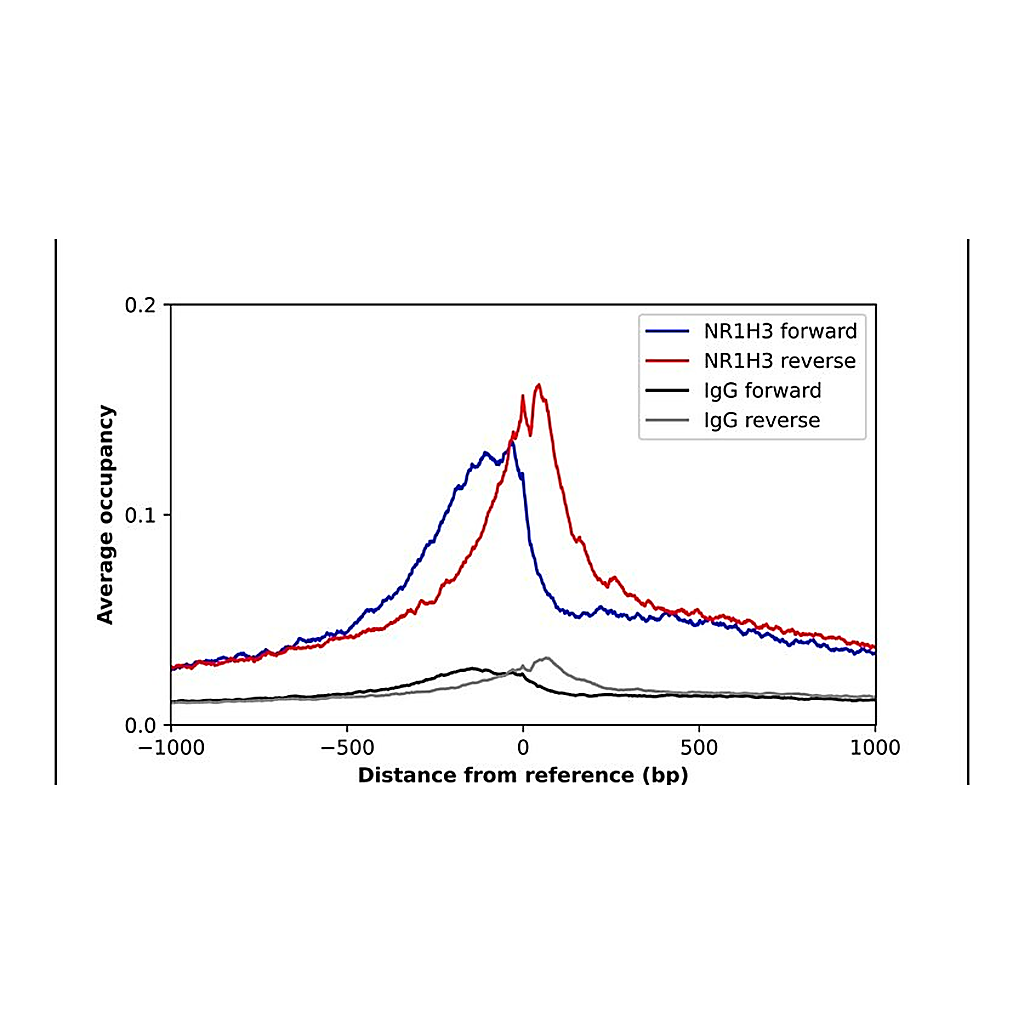 Merck Anti-NR1H3 antibody produced in rabbit