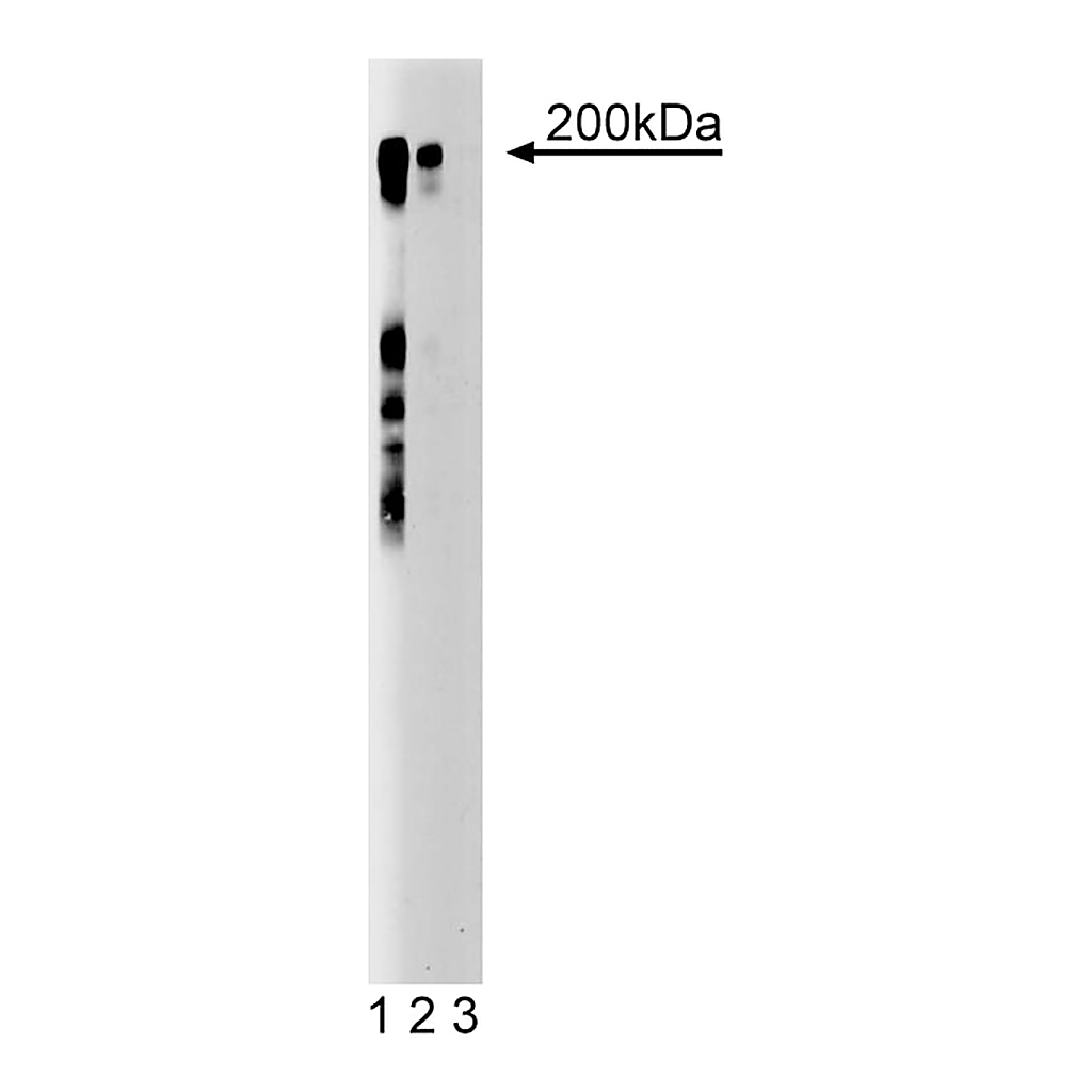 BD Purified Mouse Anti-Mouse Thrombospondin-2