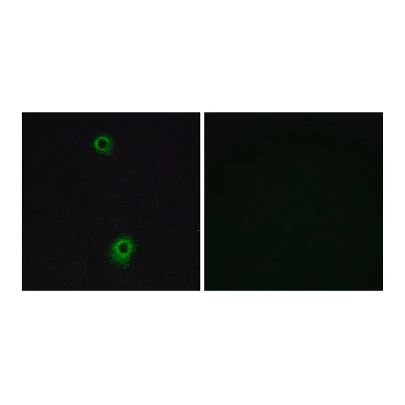 Merck Anti-HTR1B antibody produced in rabbit