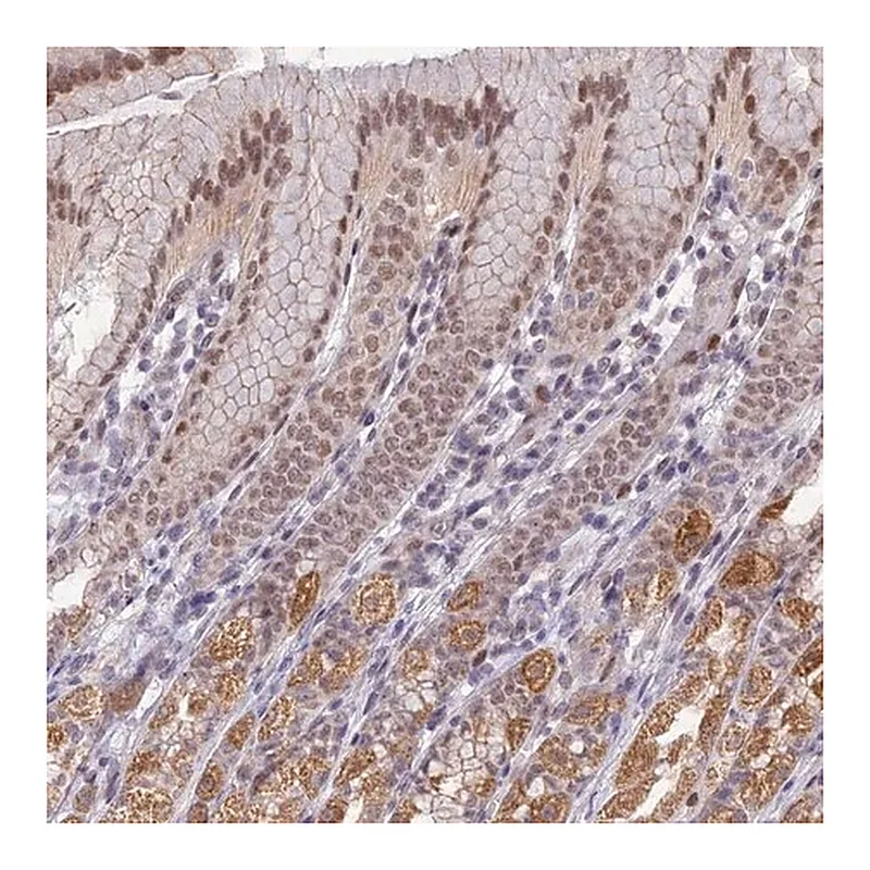 Merck Anti-C19orf70 antibody produced in rabbit