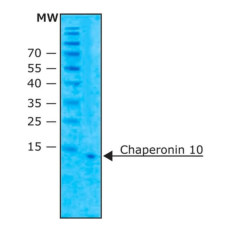 Merck Chaperonin 10 from Escherichia coli
