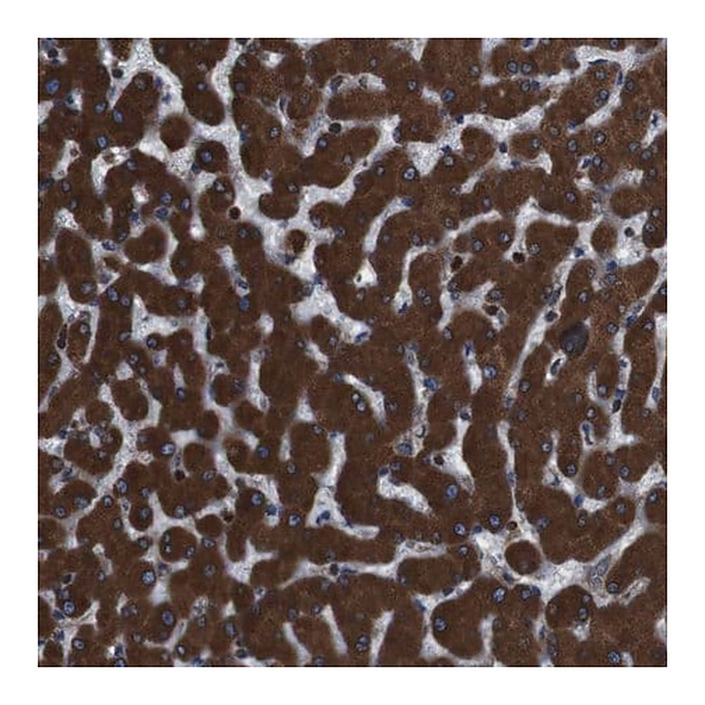 Merck Anti-APMAP antibody produced in rabbit
