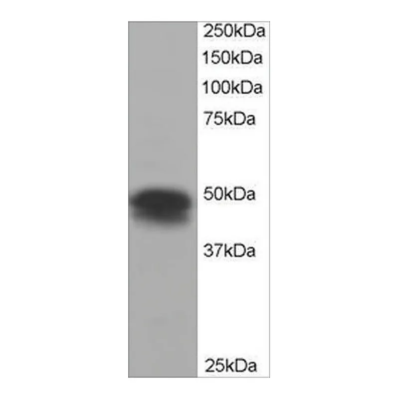 Merck Anti-Flotillin 1 antibody produced in goat