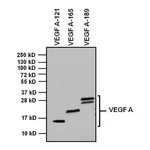 Thermo Fisher Scientific Goat anti-Rabbit IgG (H+L) Secondary Antibody, HRP
