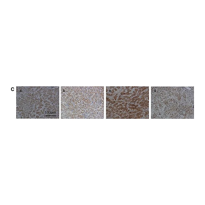 Merck Anti-ARG1 (AB2) antibody produced in rabbit