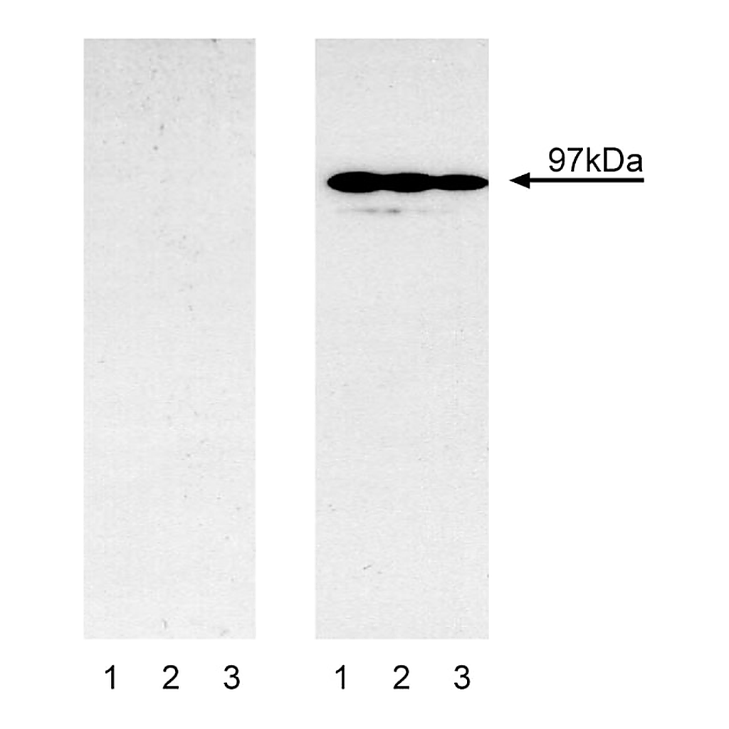 BD Purified Mouse Anti-Mouse Stat6 (pY641)