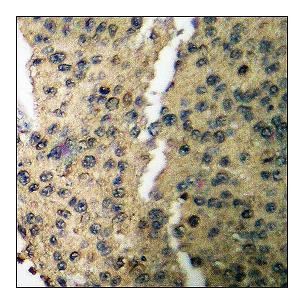 Merck Anti-phospho-CaMK1-alpha (pThr177) antibody produced in rabbit