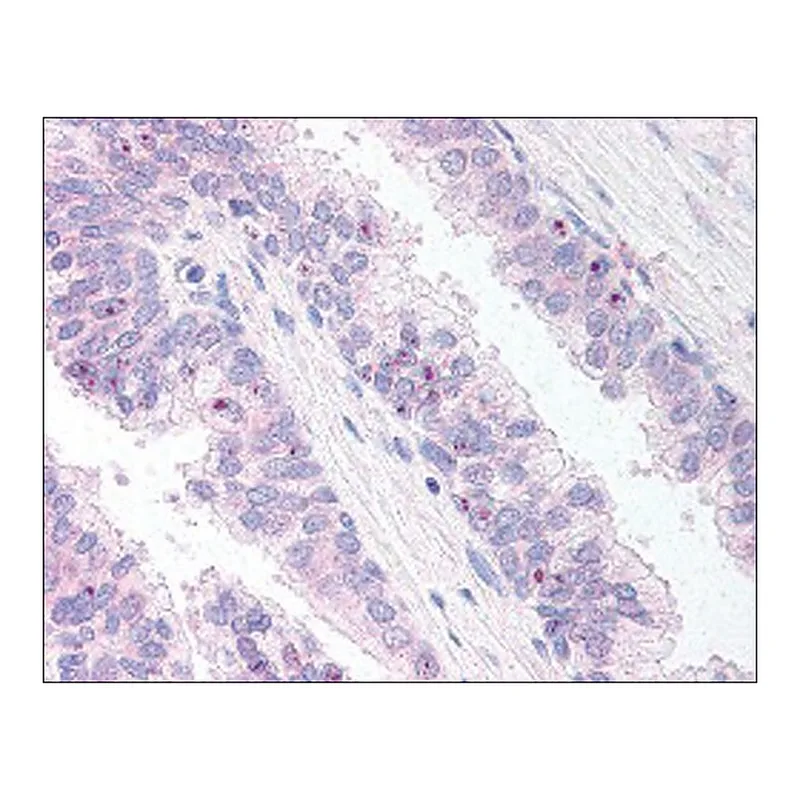 Merck Anti-ERG antibody produced in goat