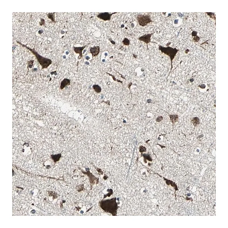 Merck Anti-AATF antibody produced in rabbit