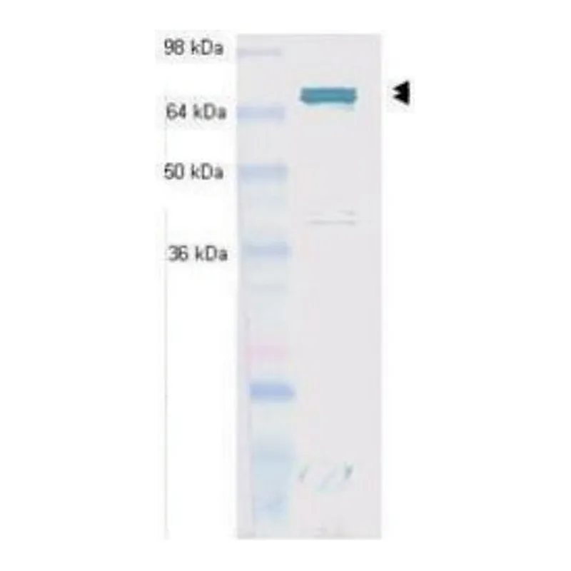 Merck Monoclonal Anti-Hsc70 (Hsp73) antibody produced in mouse