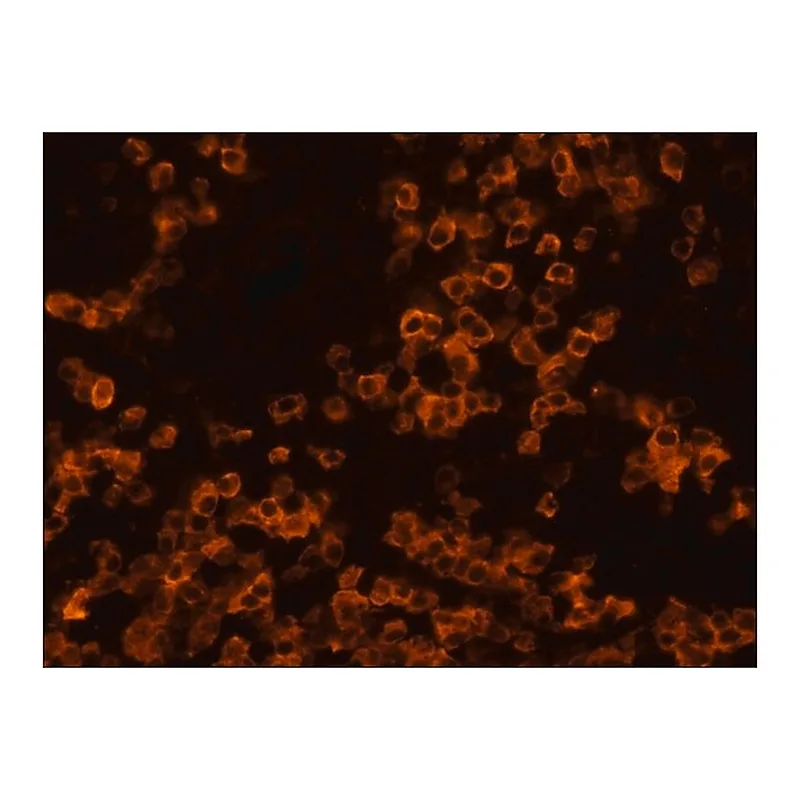 Merck Anti-Rat IgG (whole molecule)-TRITC antibody produced in rabbit