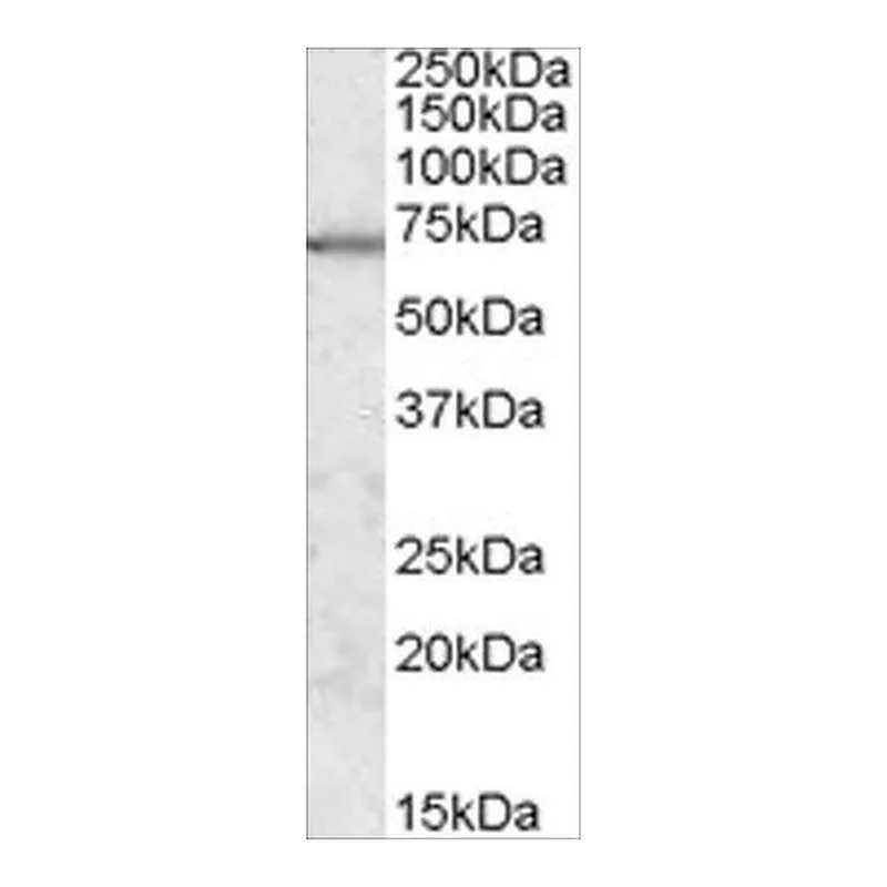 Merck Anti-MARK2/PAR-1 antibody produced in goat
