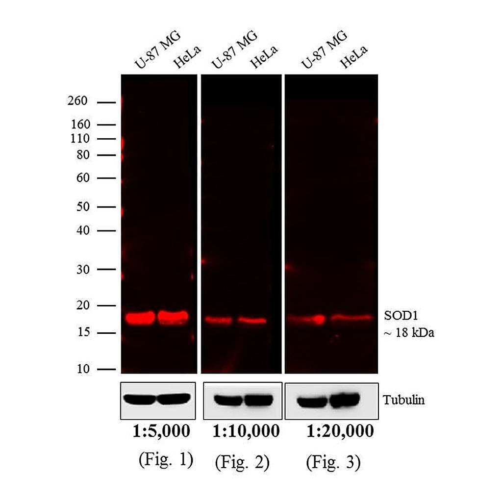 Thermo Fisher Scientific Goat anti-Mouse IgG (H+L) Cross-Adsorbed Secondary Antibody, DyLight 680