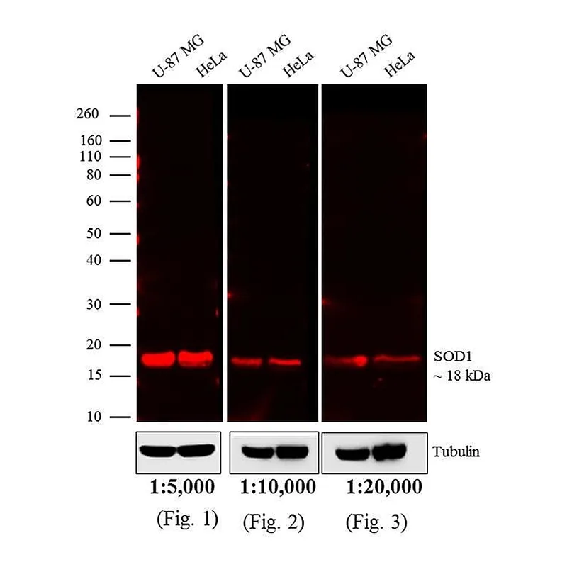 Thermo Fisher Scientific Goat anti-Mouse IgG (H+L) Cross-Adsorbed Secondary Antibody, DyLight 680