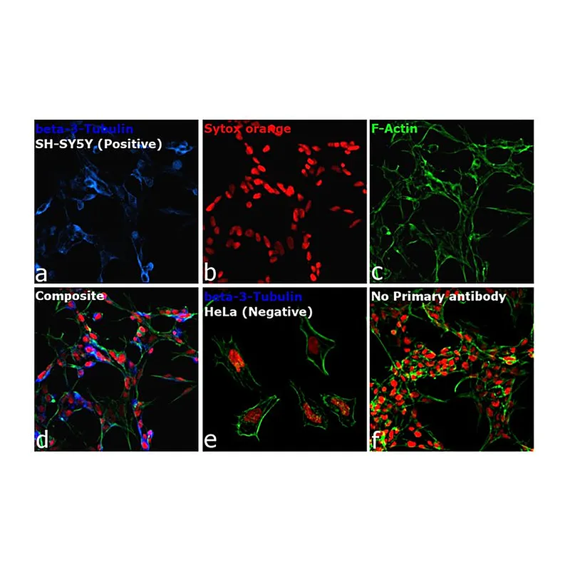 Thermo Fisher Scientific Goat anti-Mouse IgG2a Cross-Adsorbed Secondary Antibody, Alexa Fluor 350