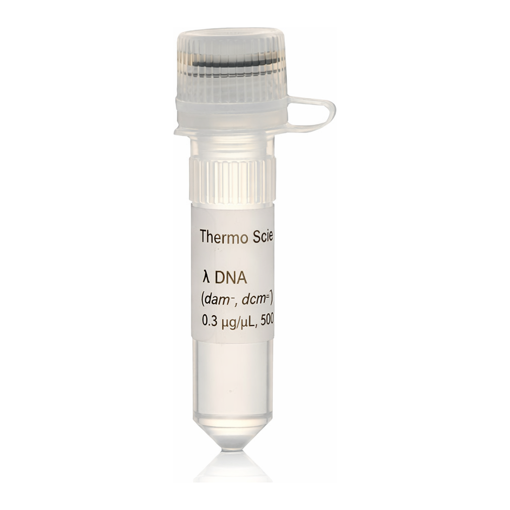 Thermo Fisher Scientific Lambda DNA (dam–, dcm–)